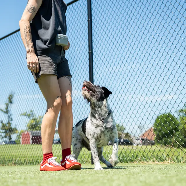 Trained dog at Black Woof Inn