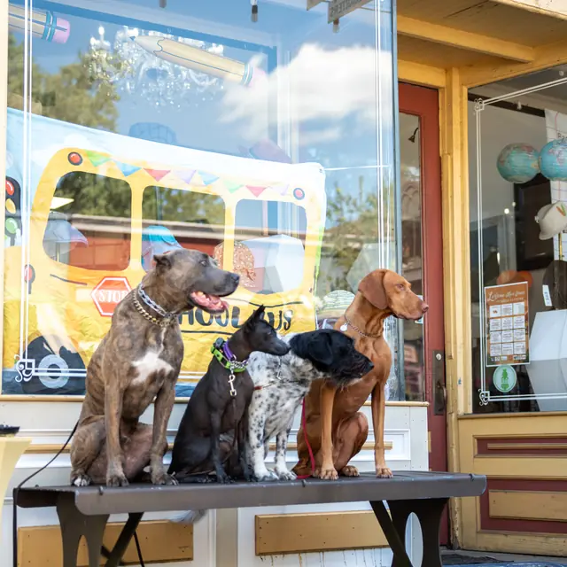 Trained dog at Black Woof Inn