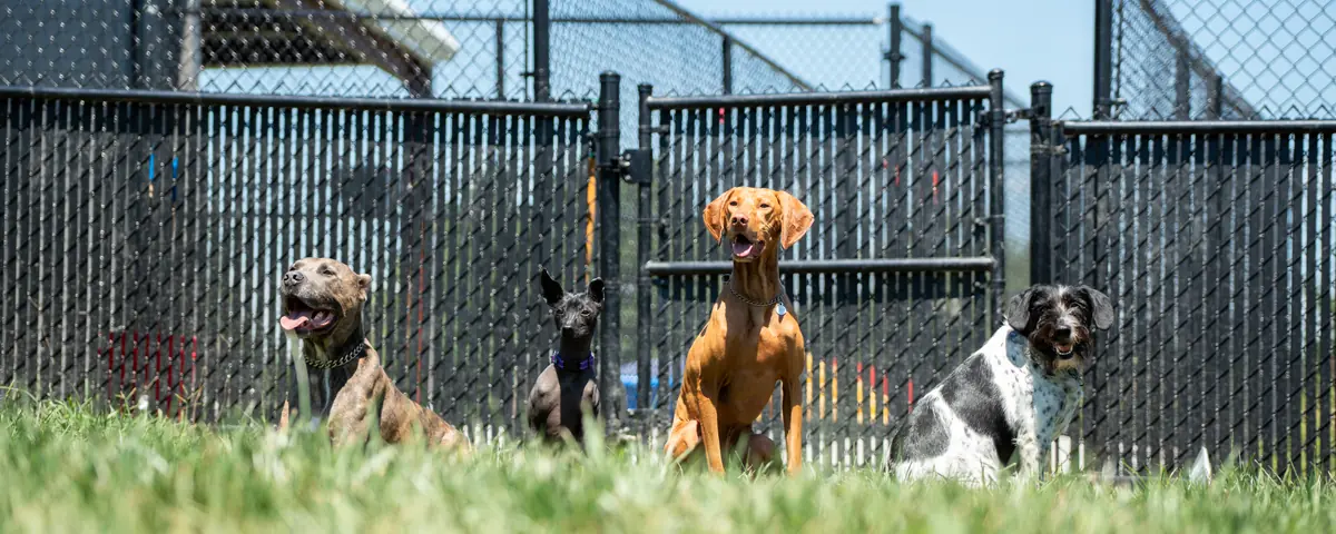 Dogs training on the grounds at Black Woof Inn