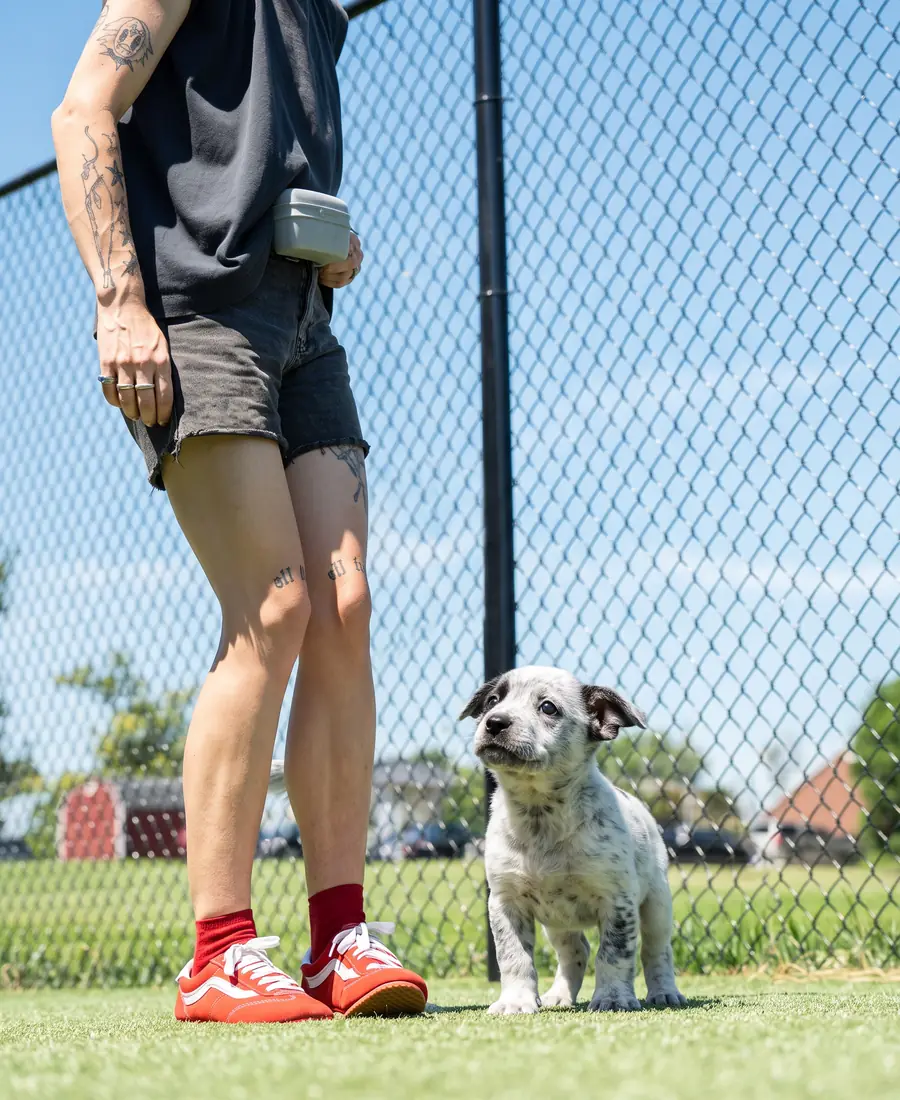 A dog training session at Black Woof Inn in La Grange, KY
