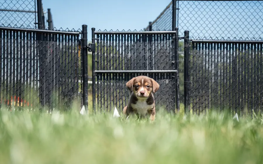 Puppy training