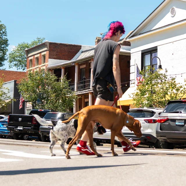 Trained dog at Black Woof Inn