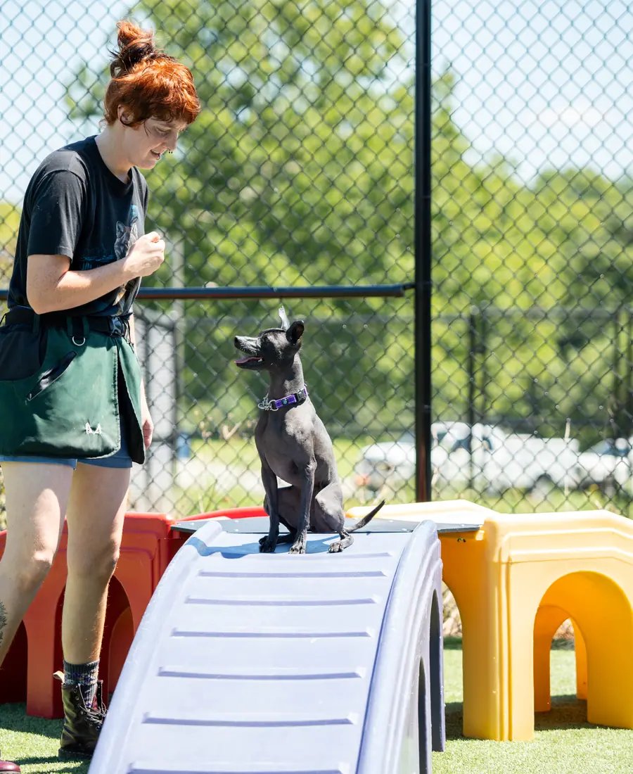 A dog training session at Black Woof Inn in La Grange, KY